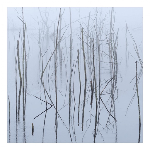 [PRO2105-3111] Frozen Bloom